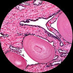 AmScope M620B Compound Monocular Microscope, WF10x and WF20x Eyepieces - Image 7