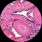 AmScope M150 Series Portable Student Monocular Compound Microscope - Image 10
