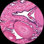AmScope 40X-2500X LED Digital Monocular Compound Microscope - Image 6