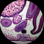 AmScope 40X-1000X Student Biological Compound Microscope - Image 9