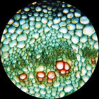 AmScope M150 Series Portable Student Monocular Compound Microscope - Image 11