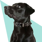 Waterproof Dog Collar Holder for Airtag – Dustproof, Ultra-Durable, Shockproof - Image 2