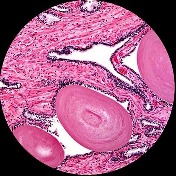 AmScope M620A Compound Monocular Microscope, WF10x and WF16x Eyepieces - Image 6