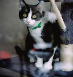 Airtag Cat Collar Breakaway, Safety Kitten Collar - Image 7