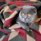 PuTian Merino Wool Camp Blanket - Image 3
